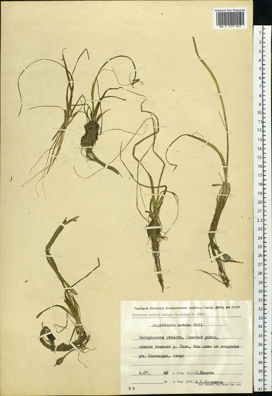 Sagittaria natans Pall., Siberia, Chukotka & Kamchatka (S7) (Russia)