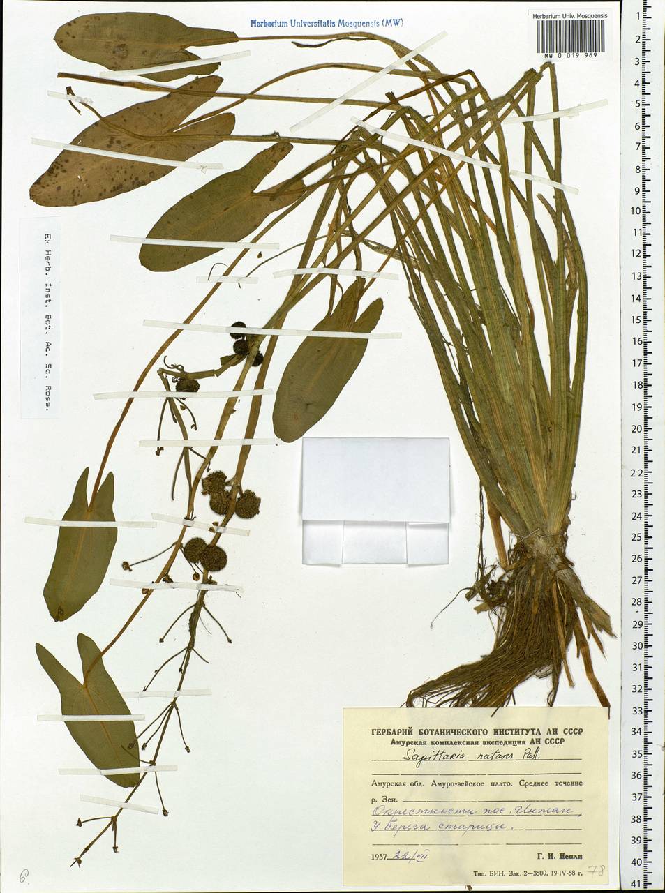 Sagittaria natans Pall., Siberia, Russian Far East (S6) (Russia)