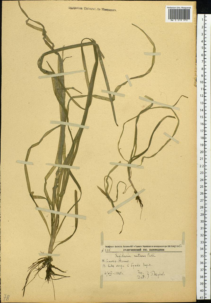 Sagittaria natans Pall., Siberia, Russian Far East (S6) (Russia)