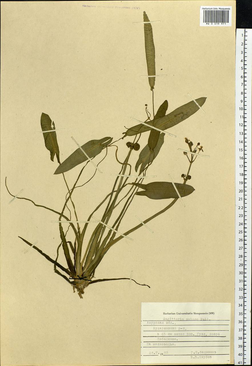 Sagittaria natans Pall., Siberia, Russian Far East (S6) (Russia)