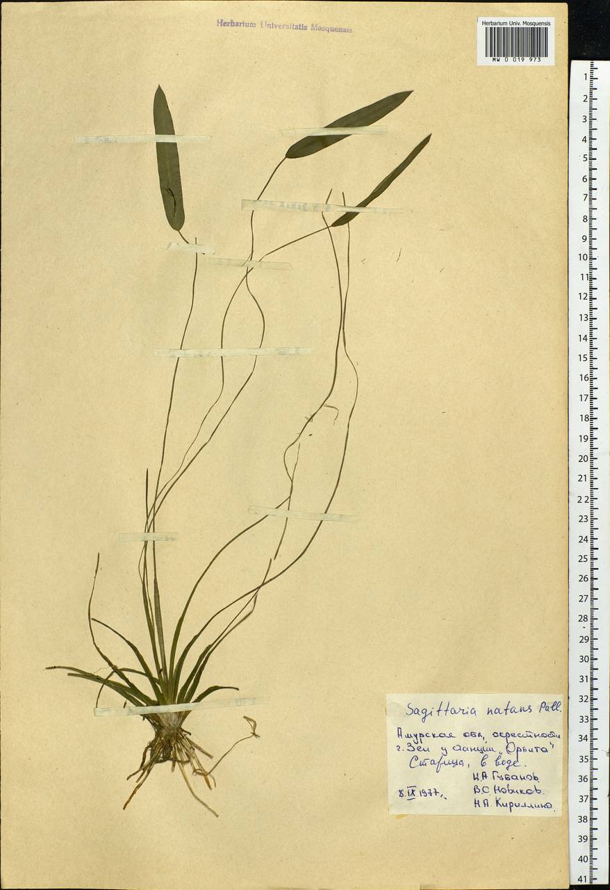 Sagittaria natans Pall., Siberia, Russian Far East (S6) (Russia)