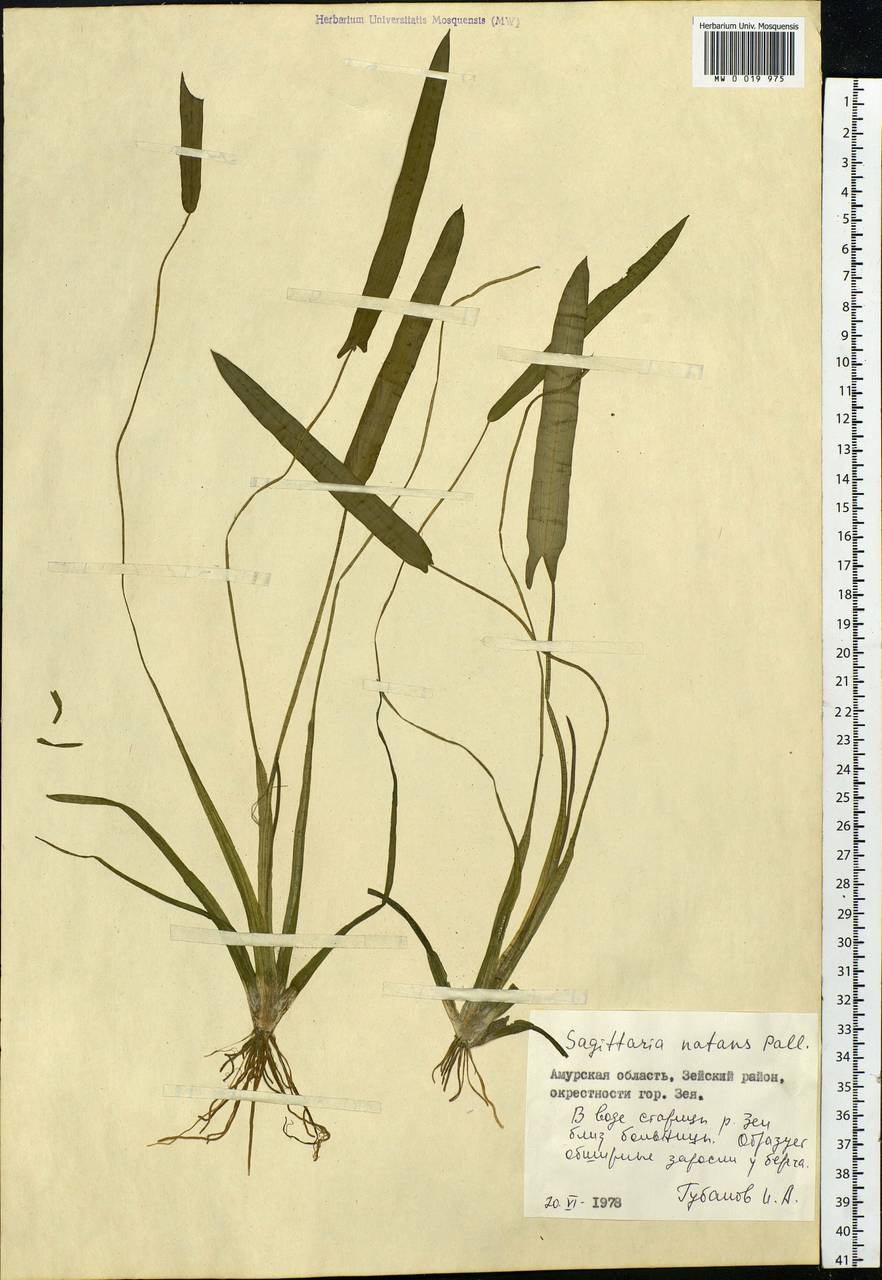 Sagittaria natans Pall., Siberia, Russian Far East (S6) (Russia)