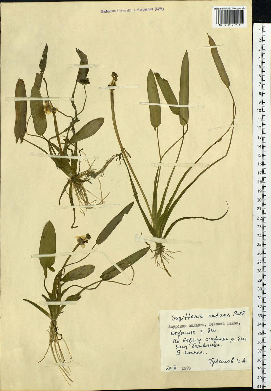 Sagittaria natans Pall., Siberia, Russian Far East (S6) (Russia)