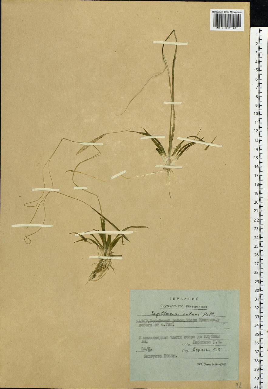 Sagittaria natans Pall., Siberia, Yakutia (S5) (Russia)