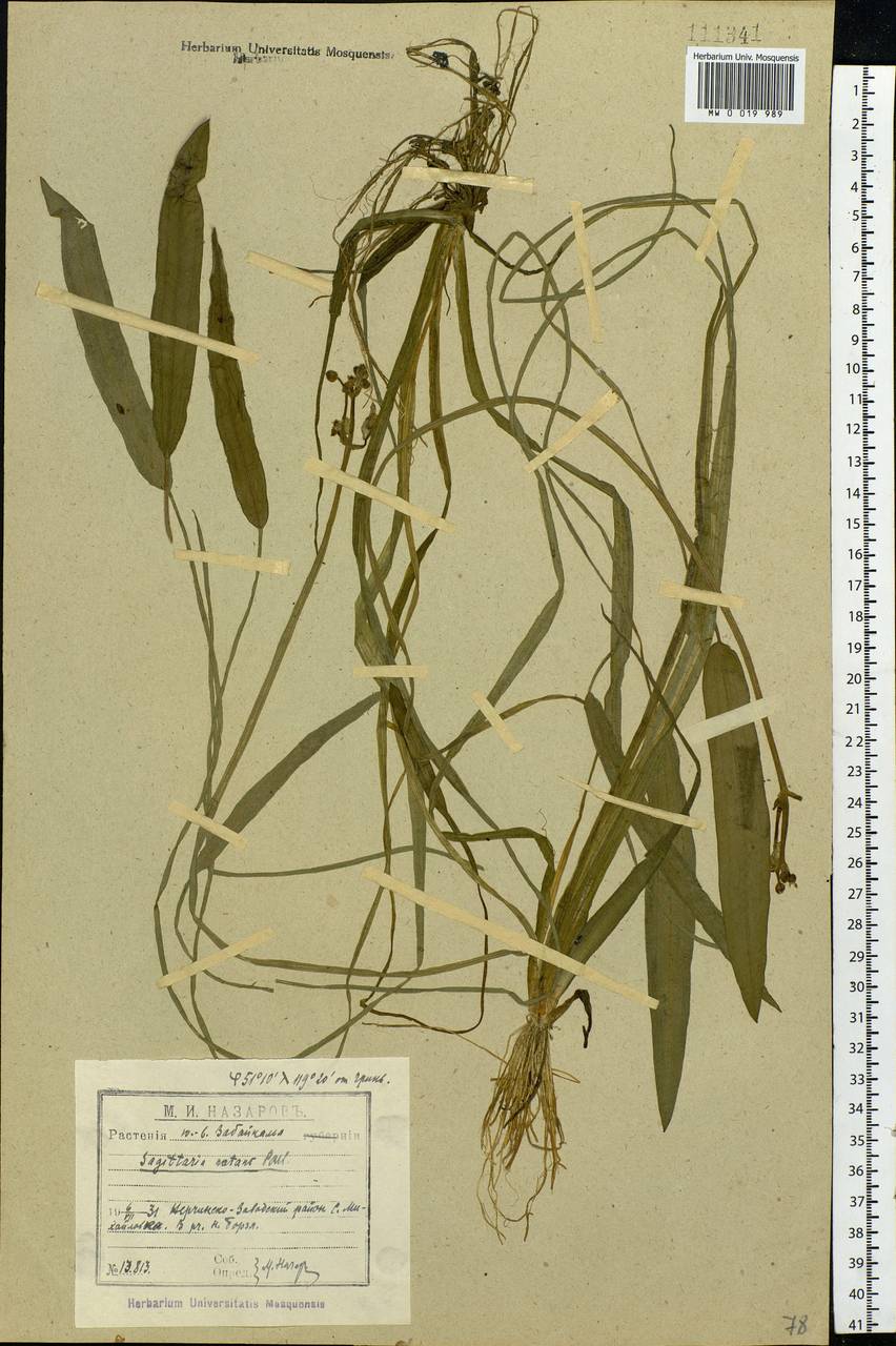 Sagittaria natans Pall., Siberia, Baikal & Transbaikal region (S4) (Russia)