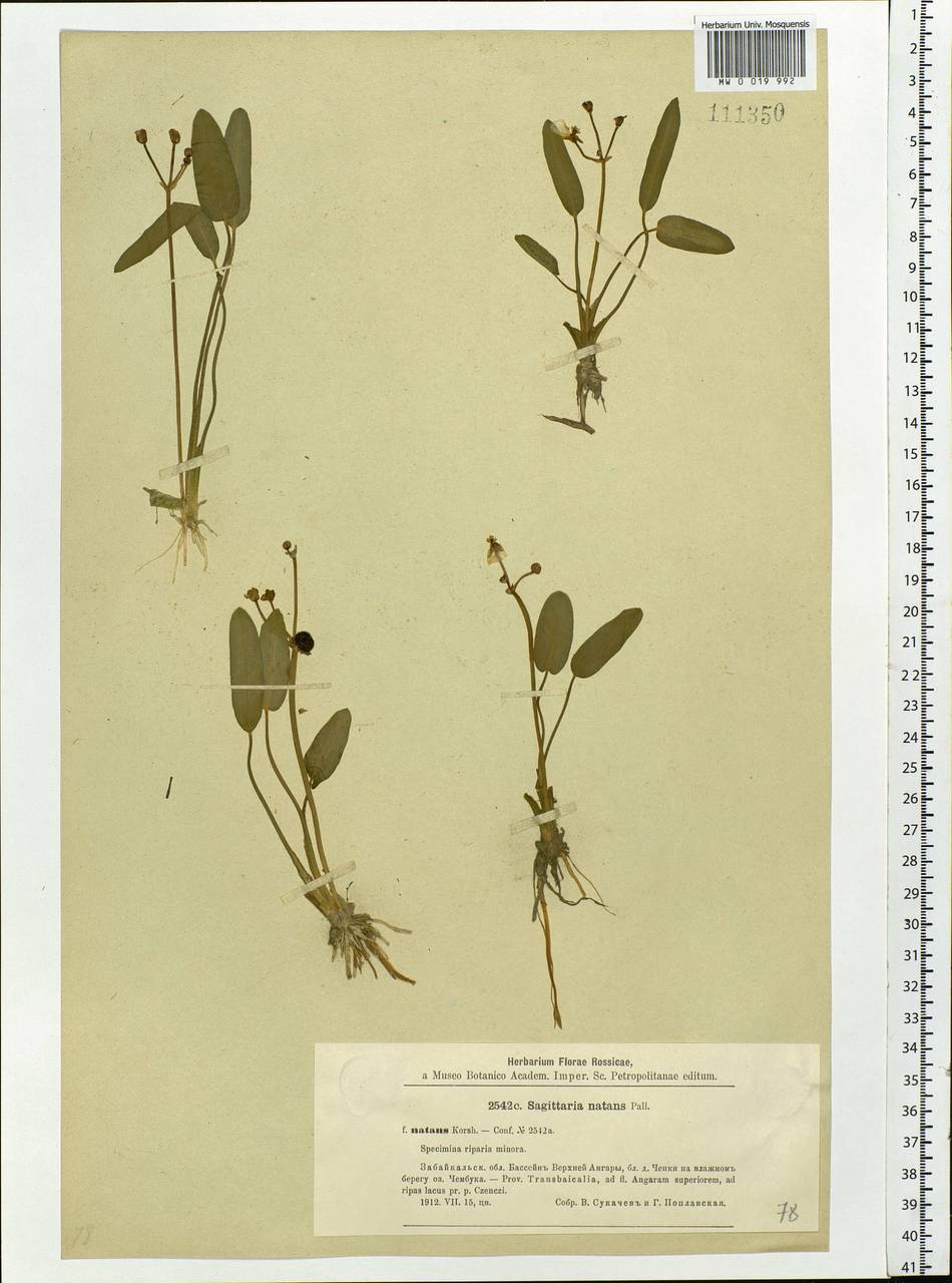Sagittaria natans Pall., Siberia, Baikal & Transbaikal region (S4) (Russia)