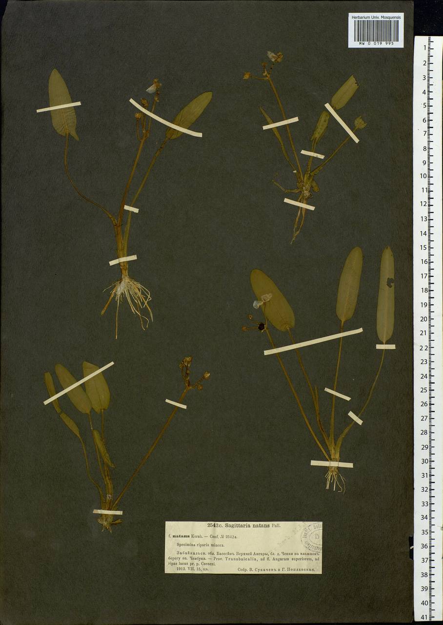 Sagittaria natans Pall., Siberia, Baikal & Transbaikal region (S4) (Russia)