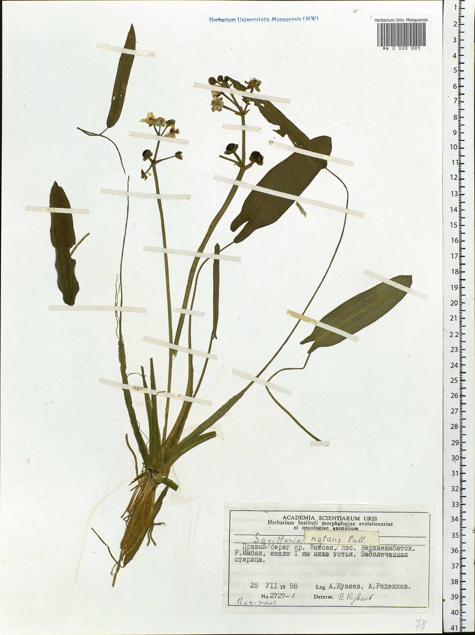 Sagittaria natans Pall., Siberia, Central Siberia (S3) (Russia)