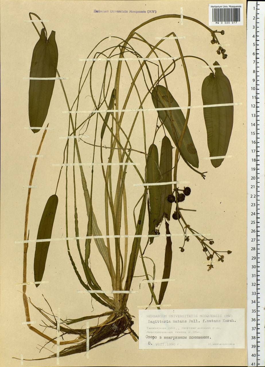 Sagittaria natans Pall., Siberia, Western Siberia (S1) (Russia)
