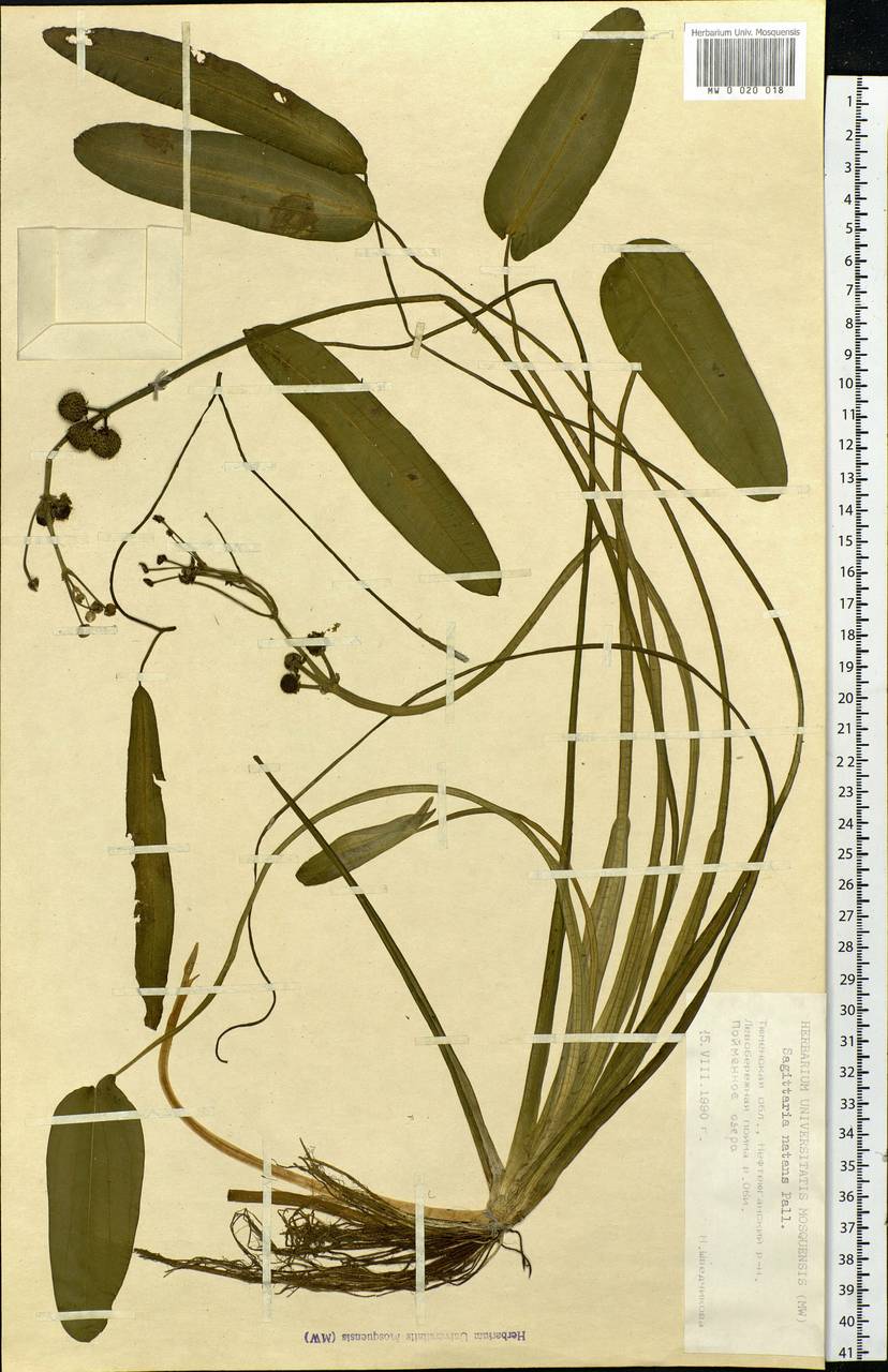 Sagittaria natans Pall., Siberia, Western Siberia (S1) (Russia)