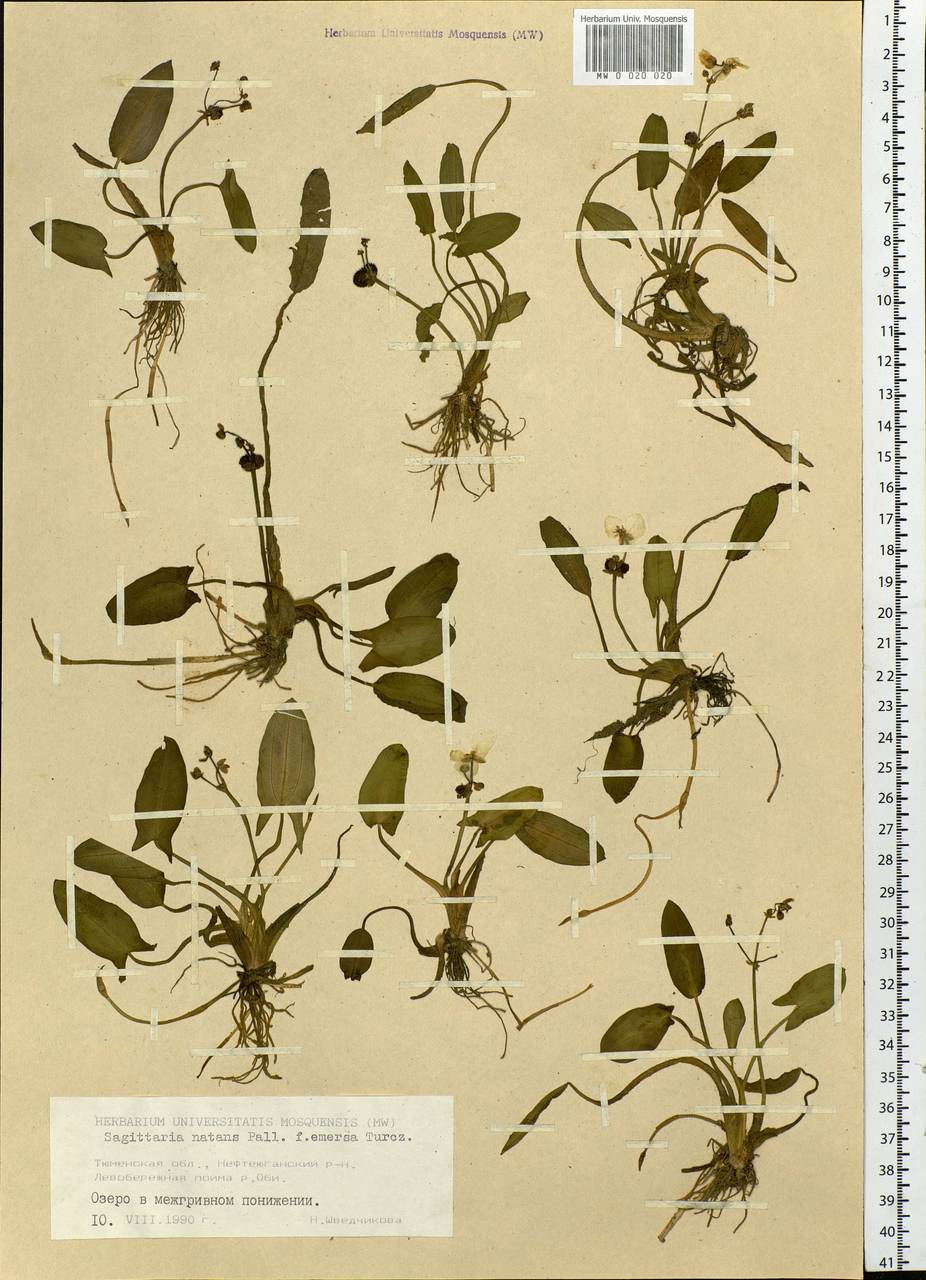 Sagittaria natans Pall., Siberia, Western Siberia (S1) (Russia)