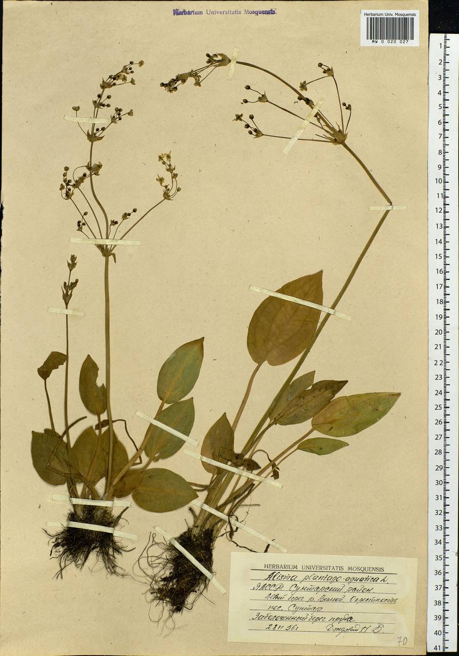 Alisma plantago-aquatica L., Siberia, Yakutia (S5) (Russia)