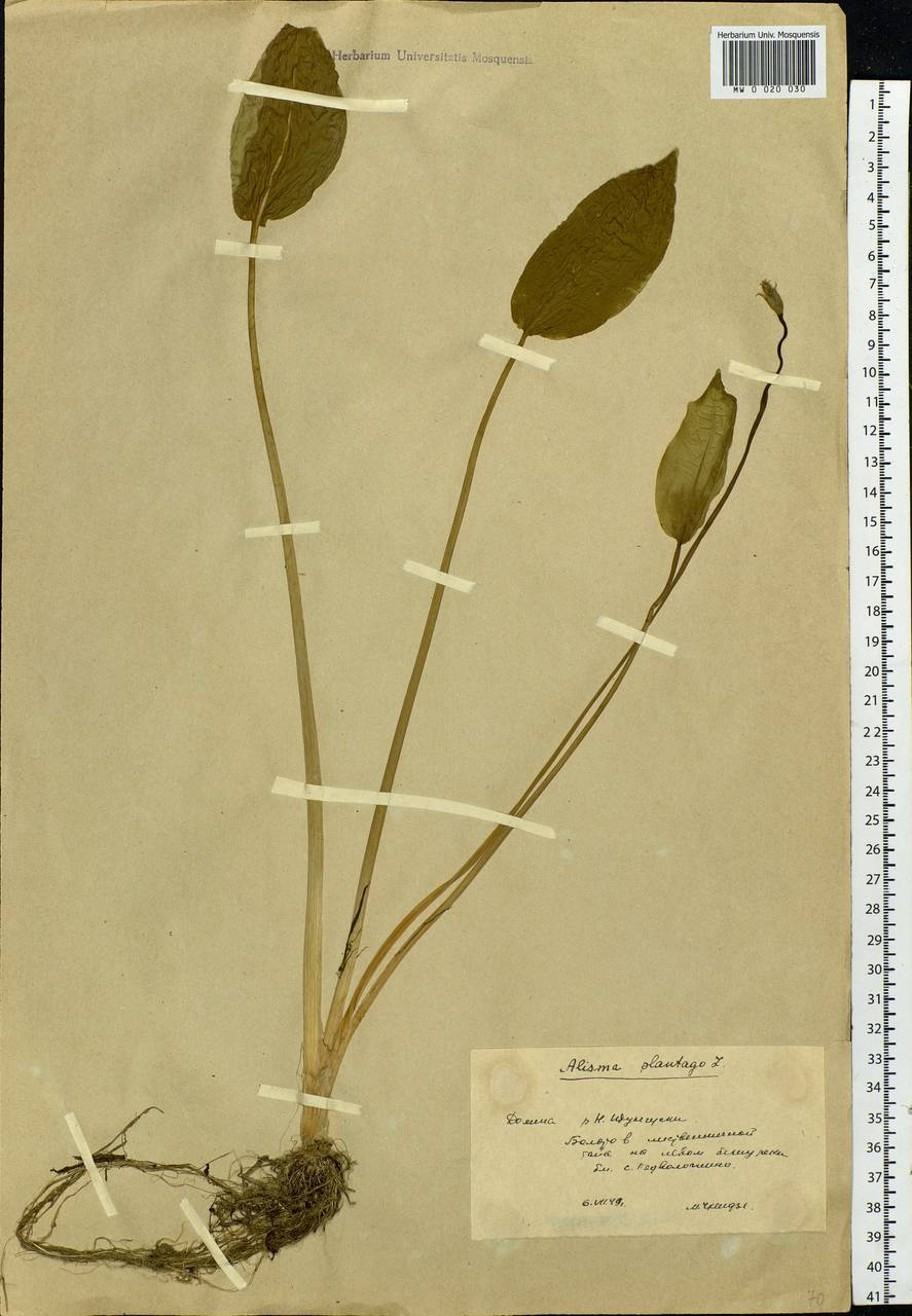 Alisma plantago-aquatica L., Siberia, Baikal & Transbaikal region (S4) (Russia)