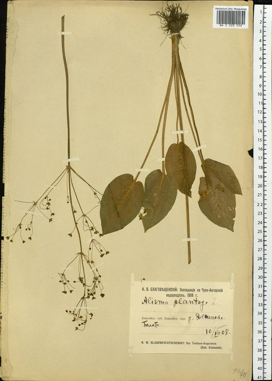 Alisma plantago-aquatica L., Siberia, Central Siberia (S3) (Russia)