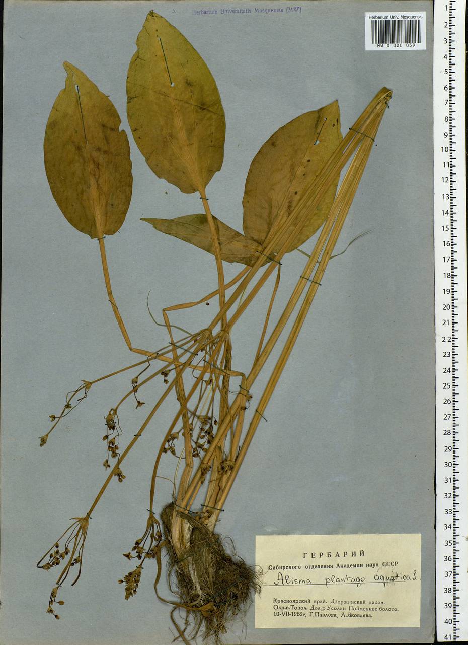 Alisma plantago-aquatica L., Siberia, Central Siberia (S3) (Russia)