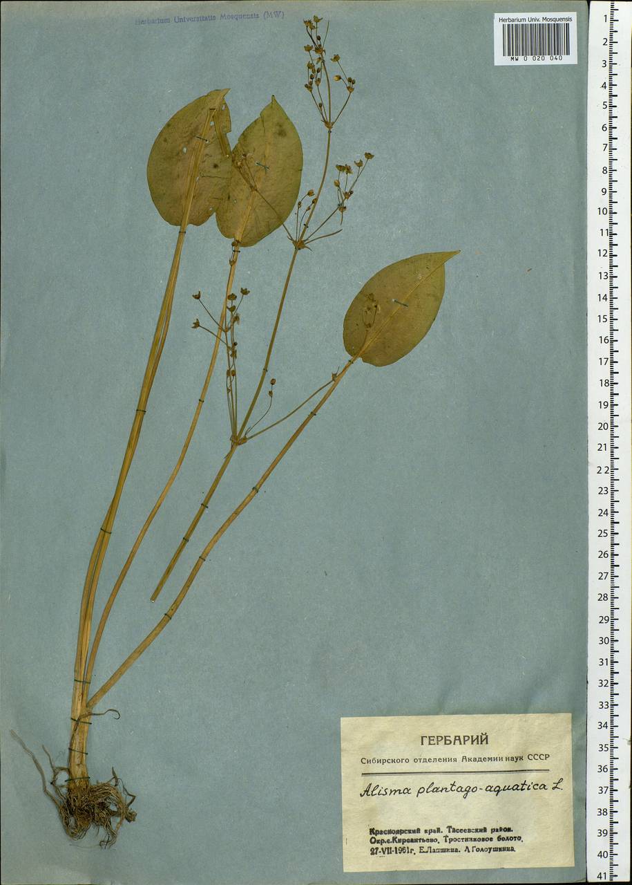 Alisma plantago-aquatica L., Siberia, Central Siberia (S3) (Russia)