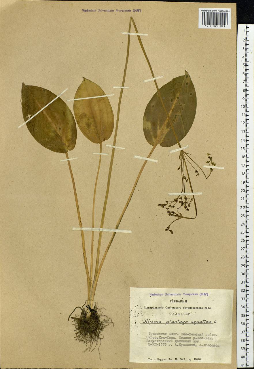 Alisma plantago-aquatica L., Siberia, Altai & Sayany Mountains (S2) (Russia)