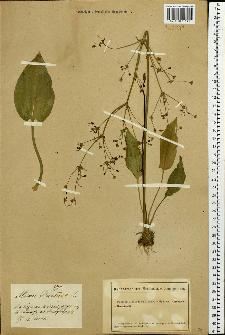 Alisma plantago-aquatica L., Siberia, Altai & Sayany Mountains (S2) (Russia)