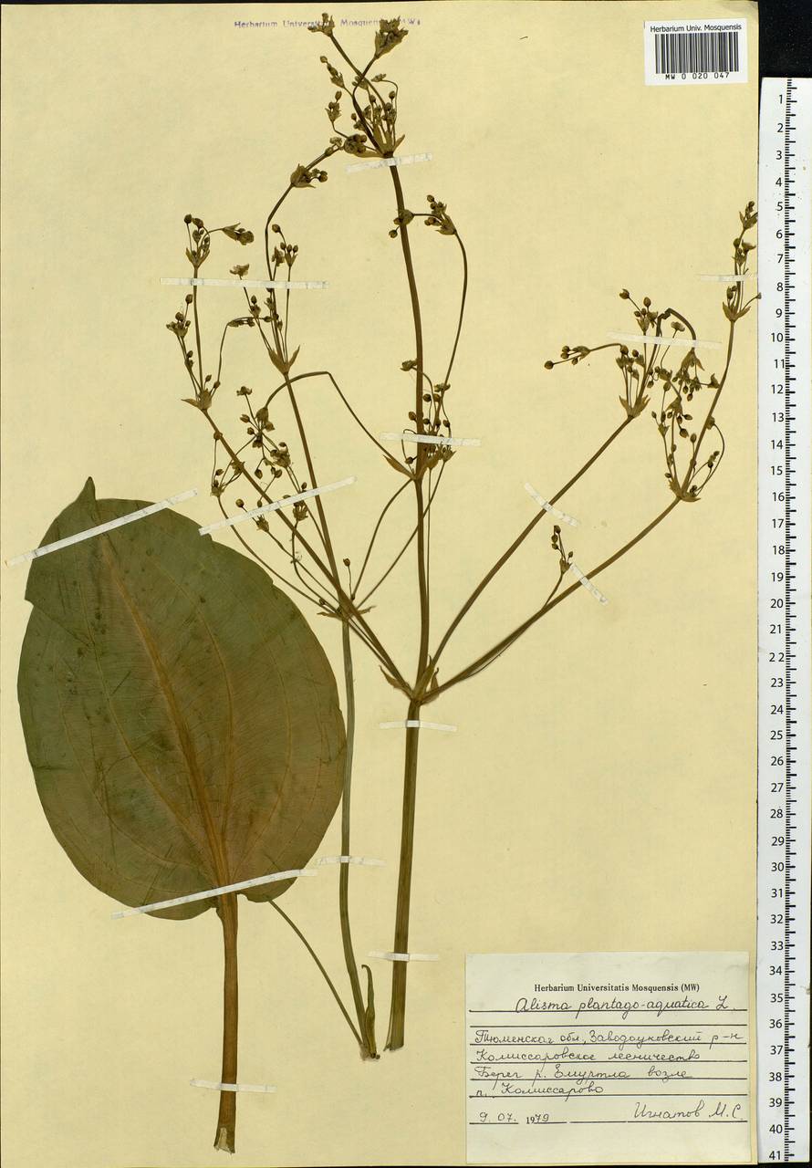 Alisma plantago-aquatica L., Siberia, Western Siberia (S1) (Russia)