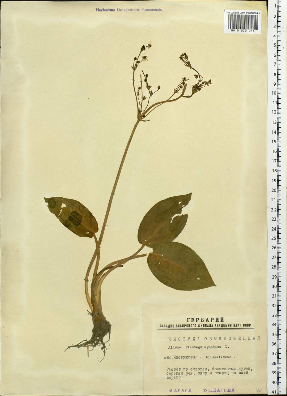 Alisma plantago-aquatica L., Siberia, Western Siberia (S1) (Russia)