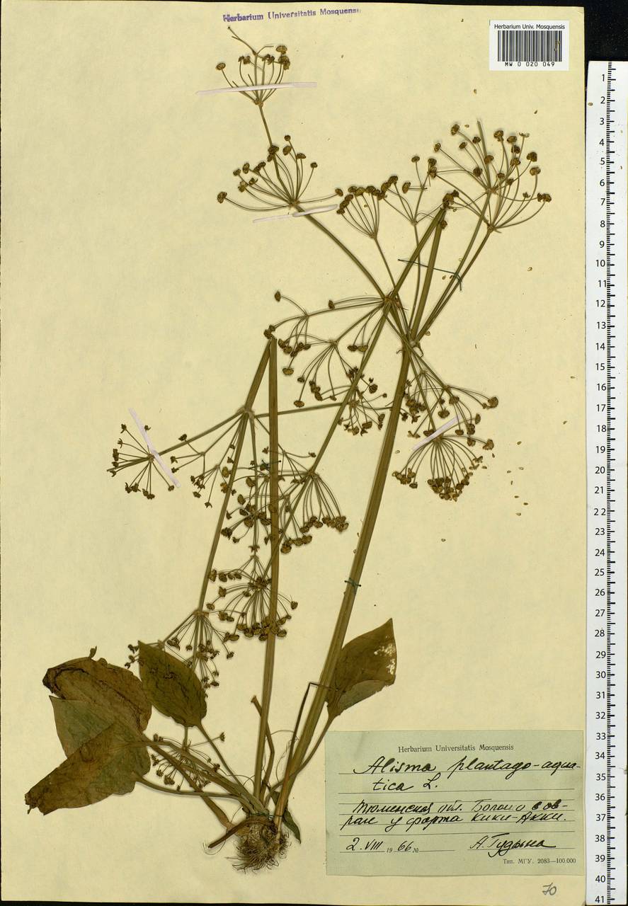 Alisma plantago-aquatica L., Siberia, Western Siberia (S1) (Russia)