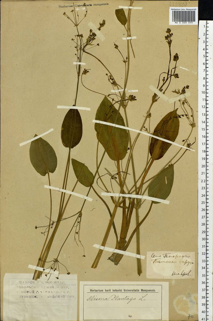 Alisma plantago-aquatica L., Siberia, Western Siberia (S1) (Russia)