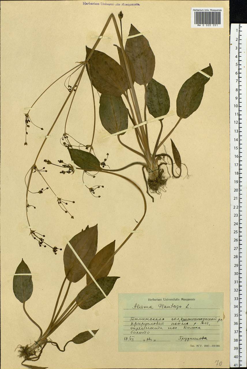 Alisma plantago-aquatica L., Siberia, Western Siberia (S1) (Russia)