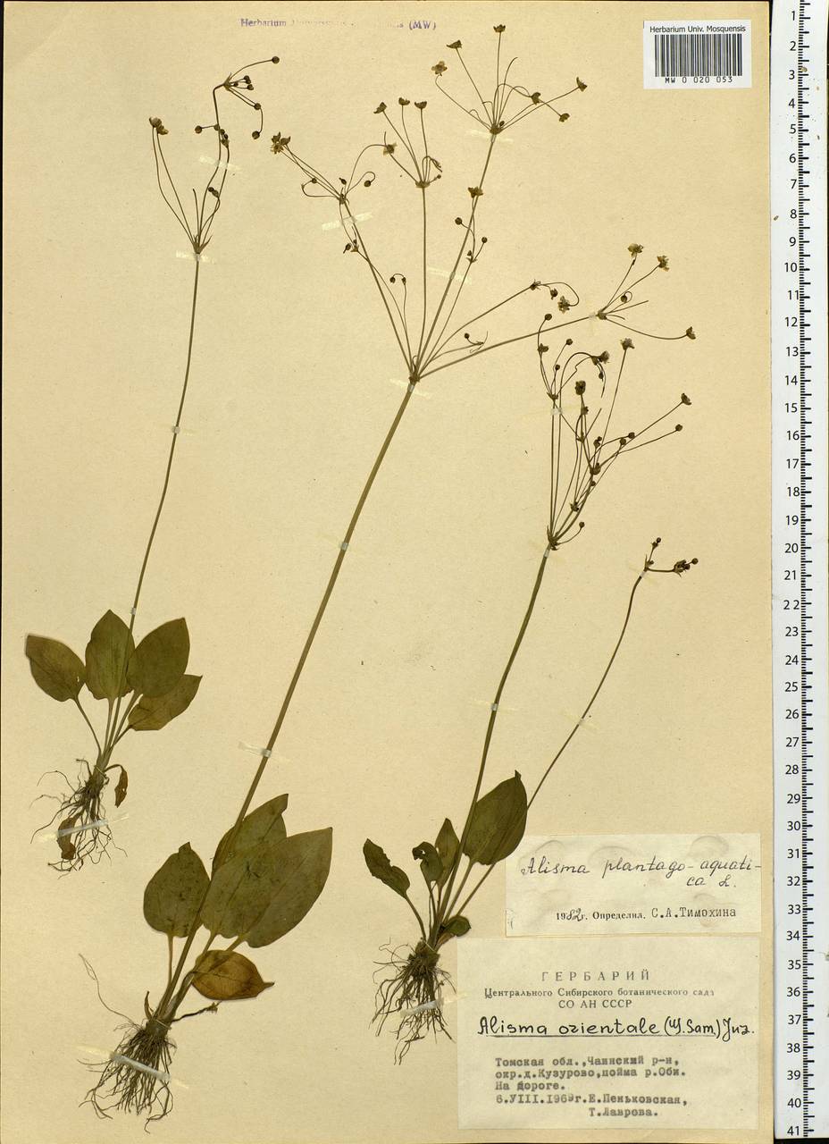Alisma plantago-aquatica L., Siberia, Western Siberia (S1) (Russia)