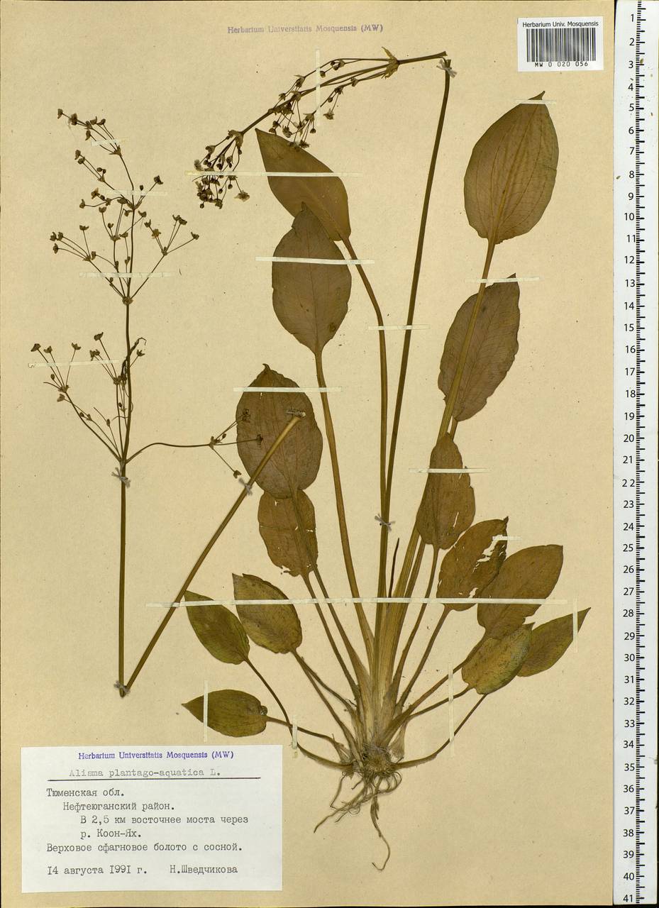 Alisma plantago-aquatica L., Siberia, Western Siberia (S1) (Russia)
