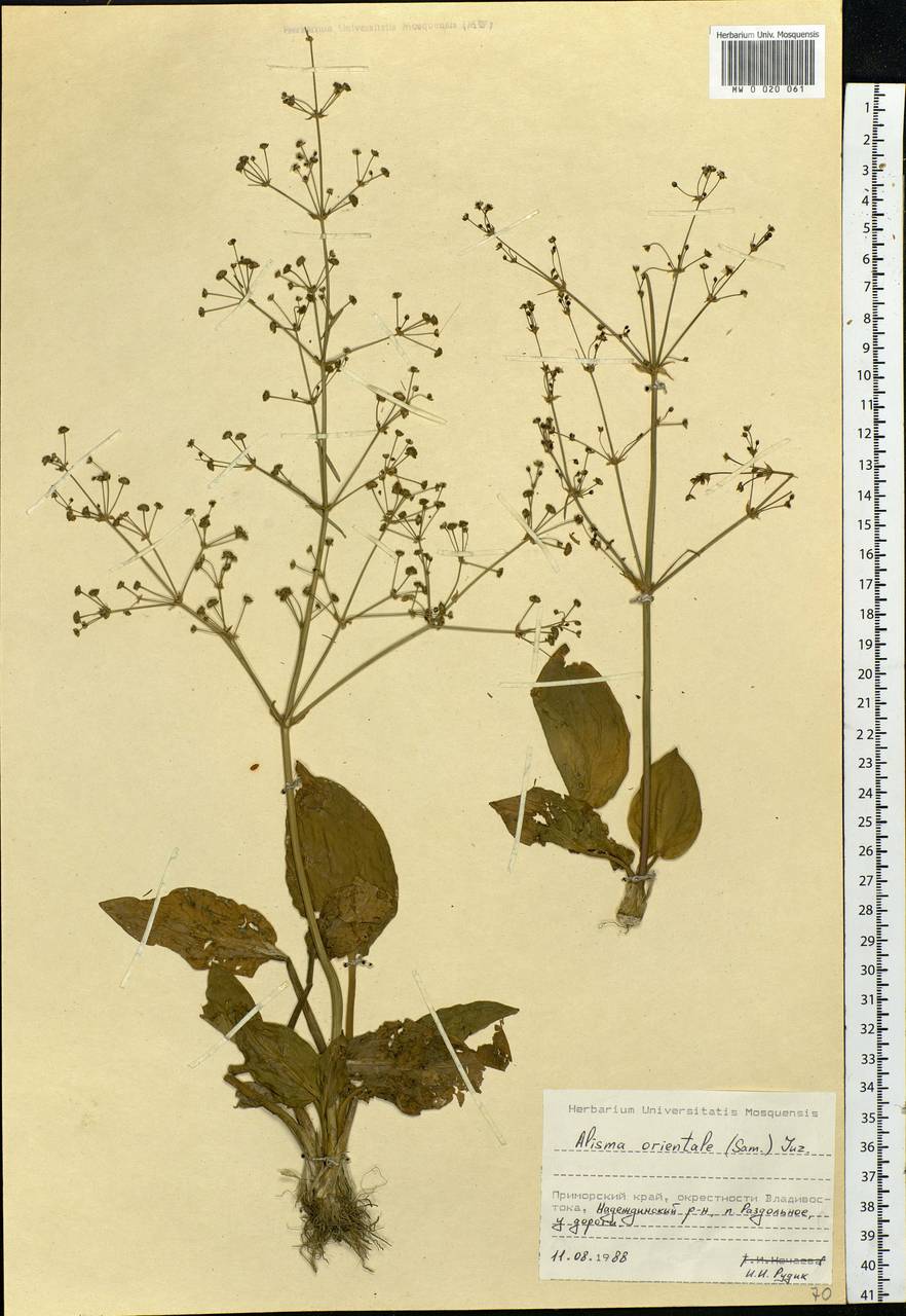 Alisma plantago-aquatica subsp. orientale (Sam.) Sam., Siberia, Russian Far East (S6) (Russia)