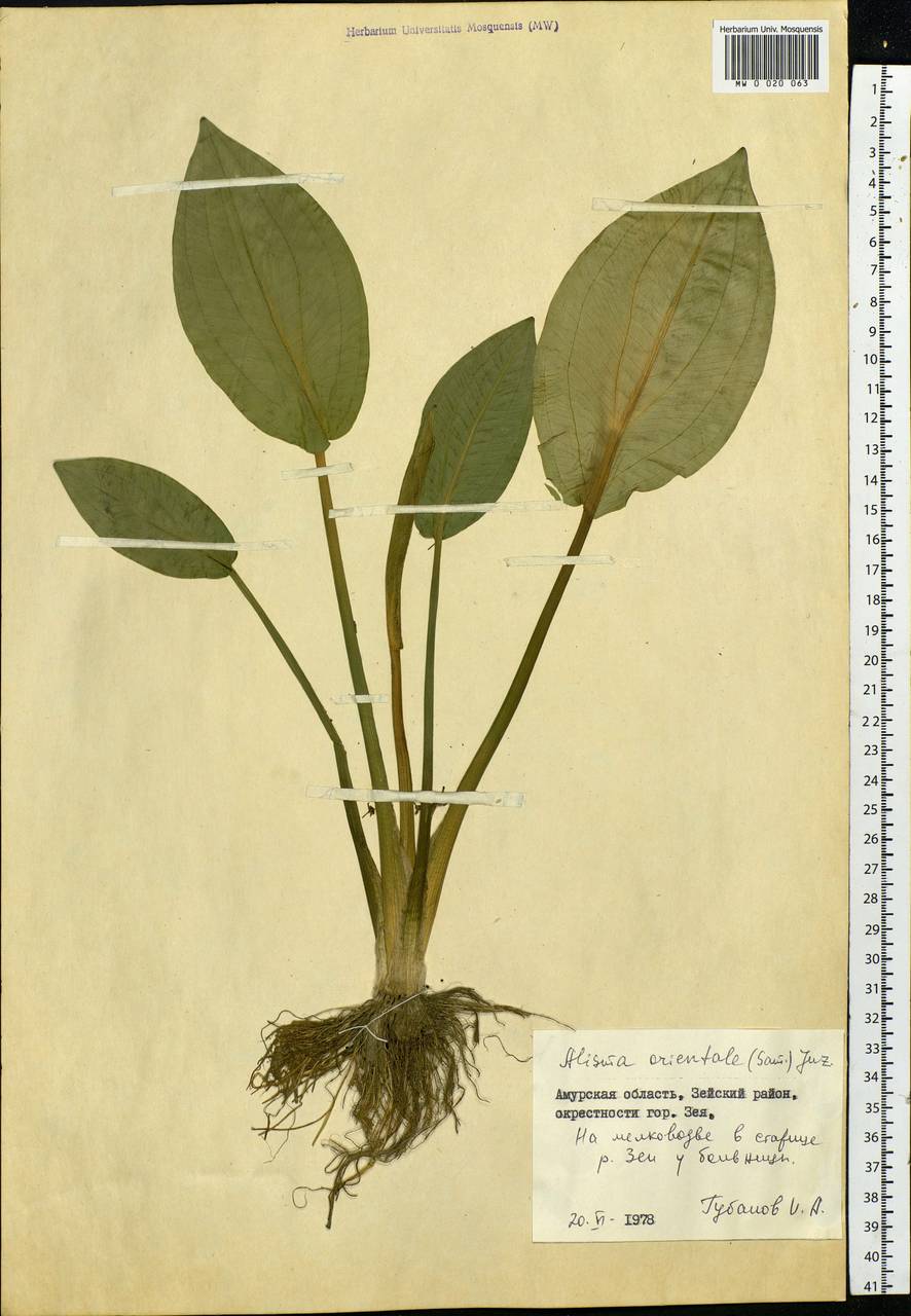 Alisma plantago-aquatica subsp. orientale (Sam.) Sam., Siberia, Russian Far East (S6) (Russia)