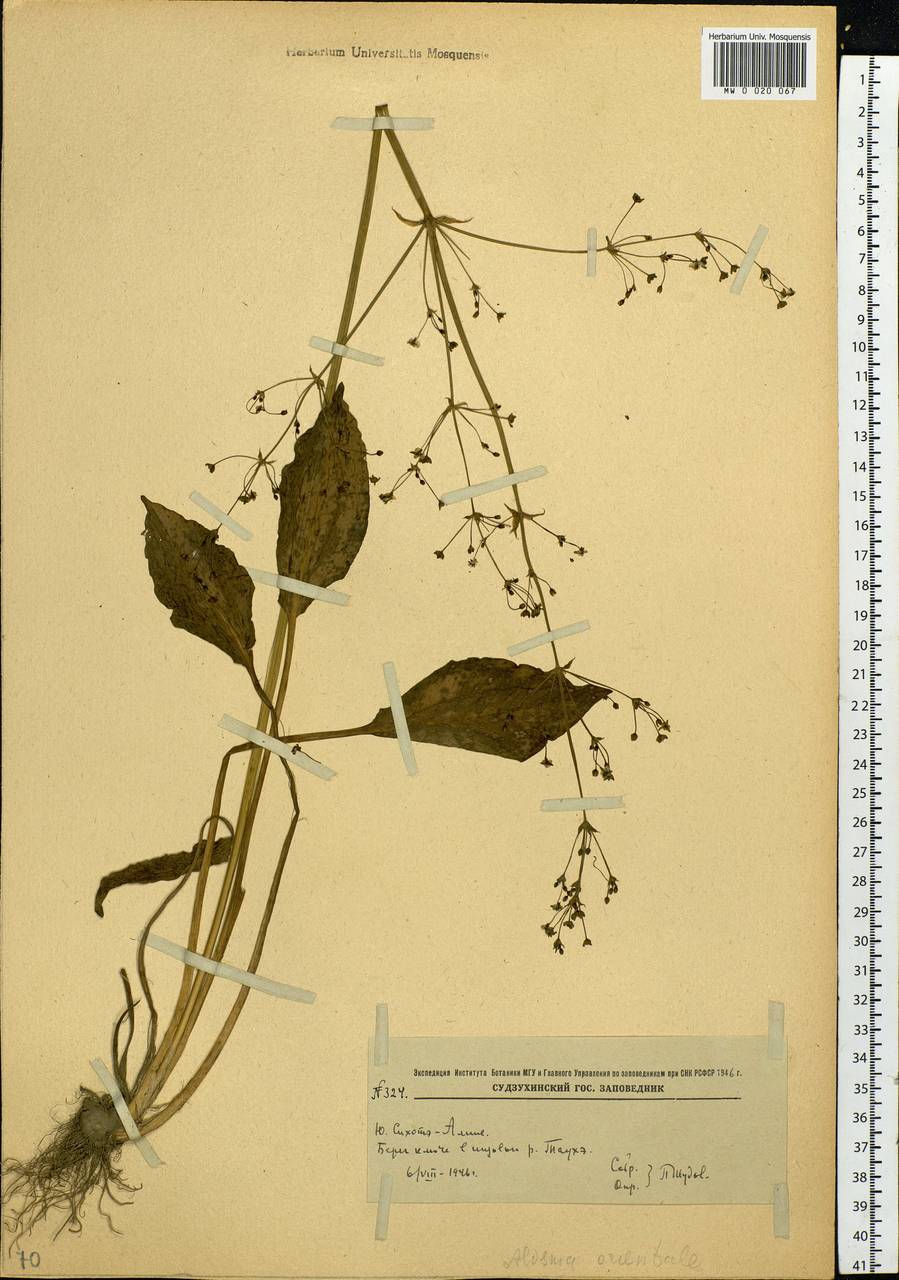 Alisma plantago-aquatica subsp. orientale (Sam.) Sam., Siberia, Russian Far East (S6) (Russia)