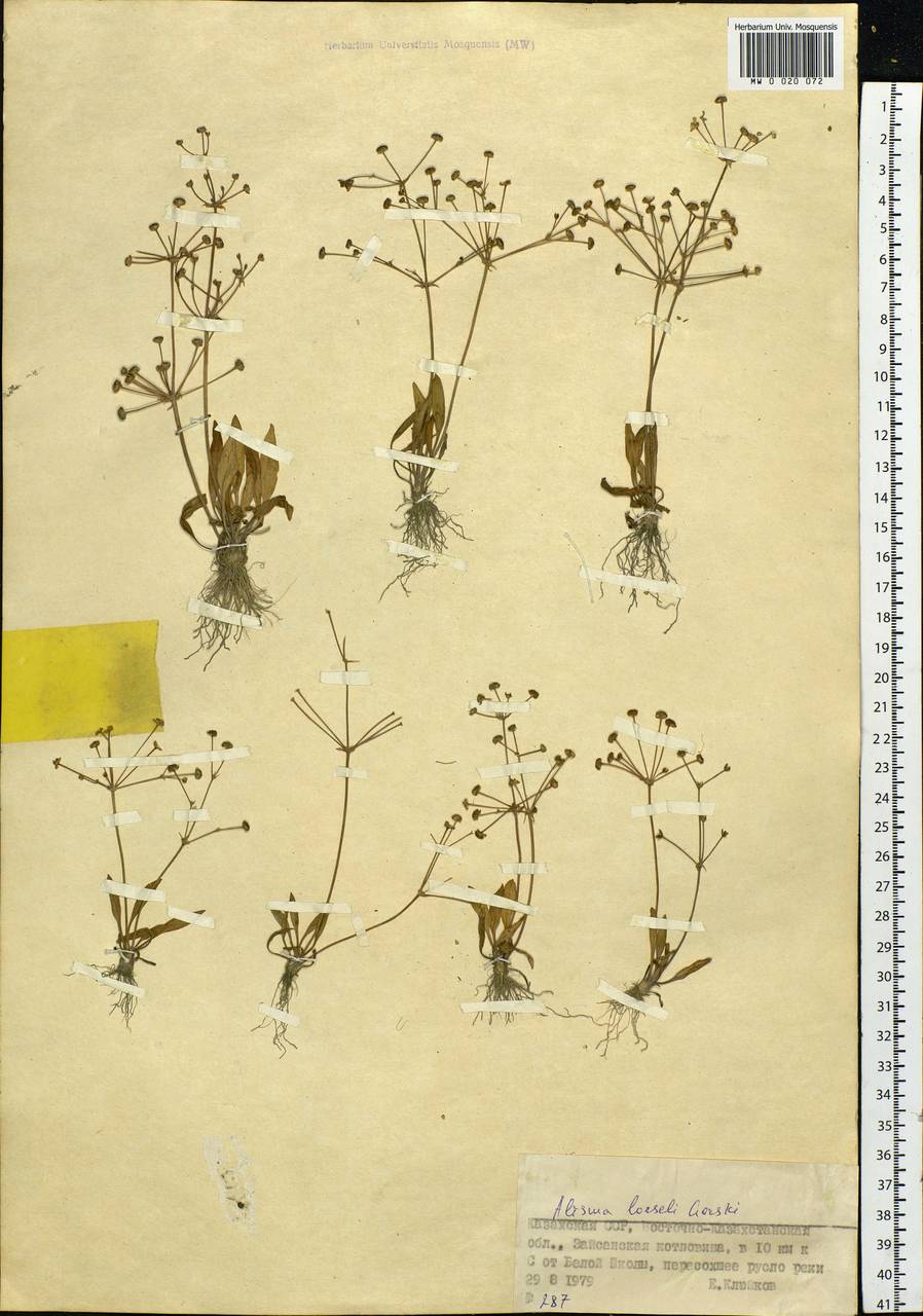 Alisma gramineum Lej., Siberia, Western (Kazakhstan) Altai Mountains (S2a) (Kazakhstan)