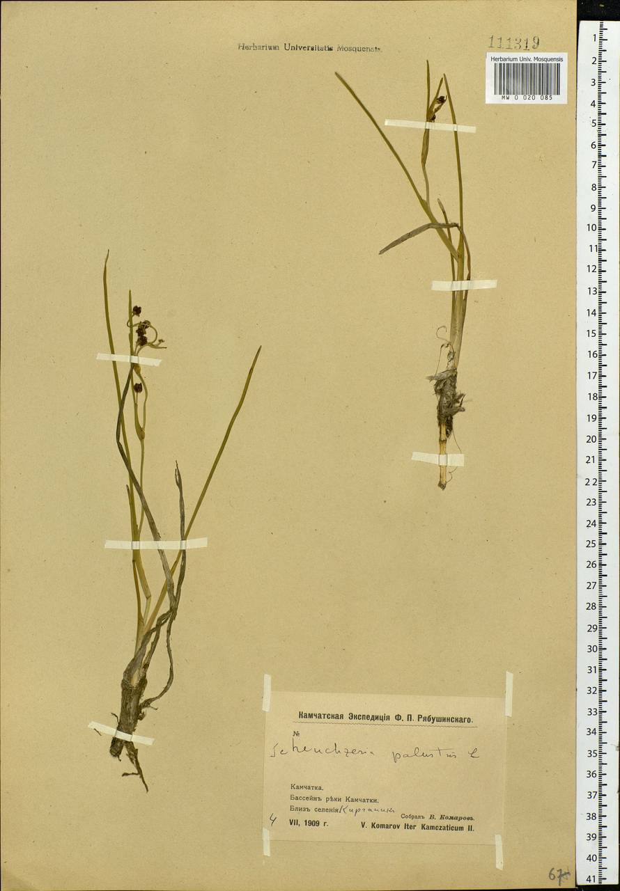 Scheuchzeria palustris L., Siberia, Chukotka & Kamchatka (S7) (Russia)