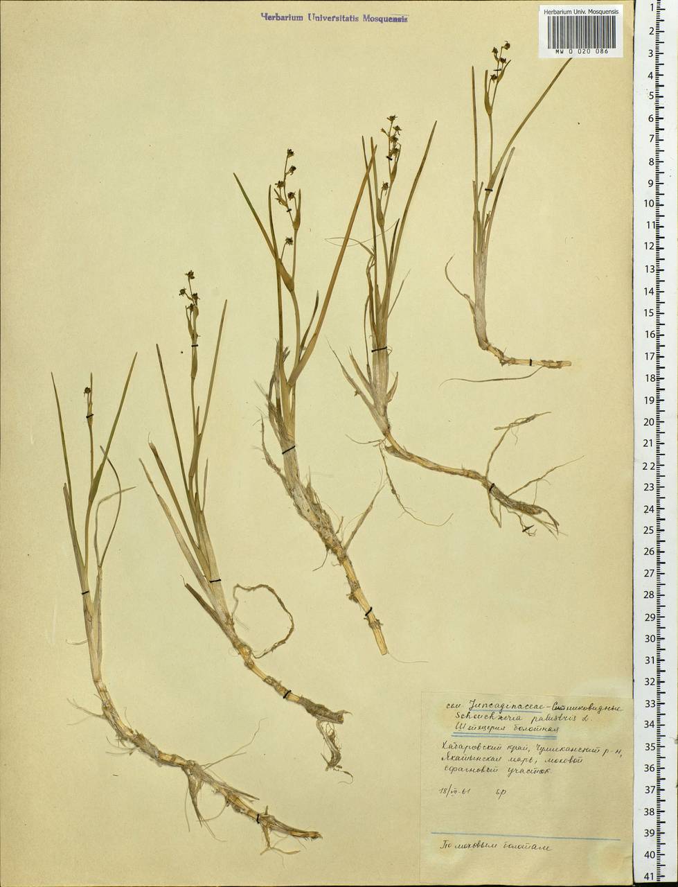 Scheuchzeria palustris L., Siberia, Russian Far East (S6) (Russia)