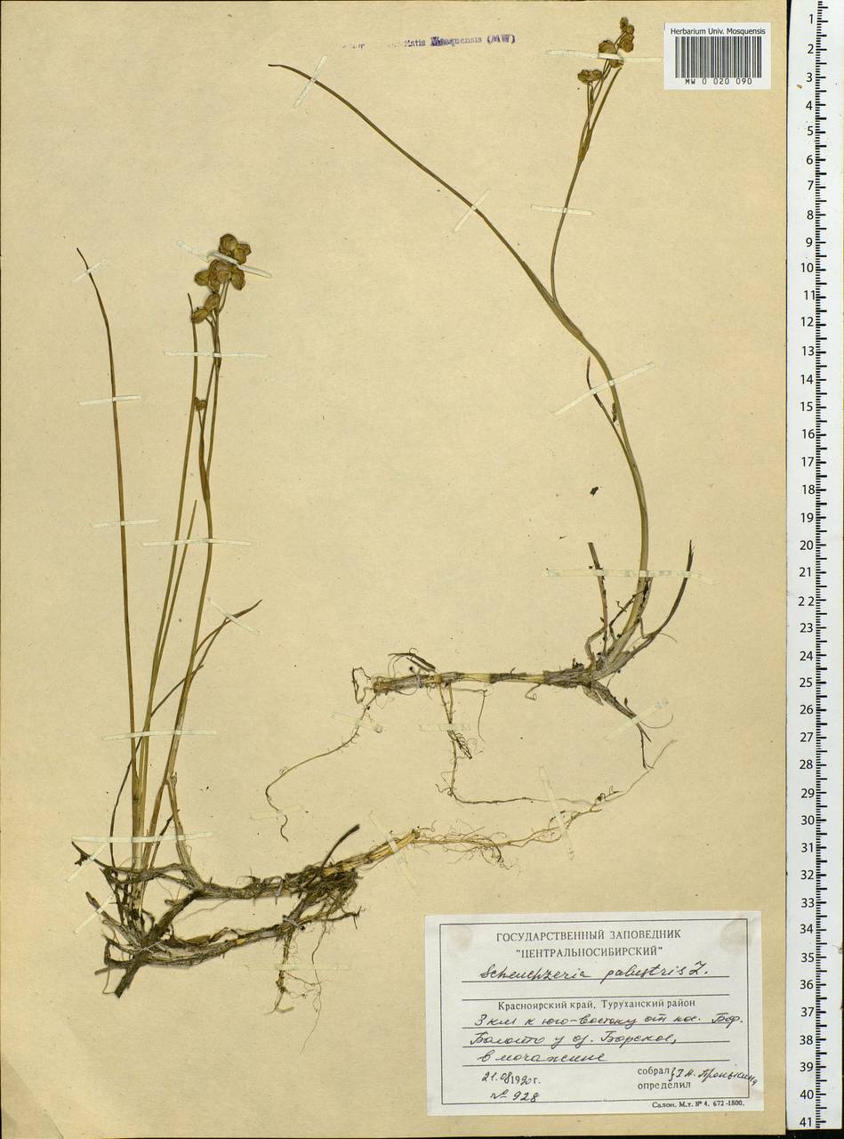 Scheuchzeria palustris L., Siberia, Central Siberia (S3) (Russia)