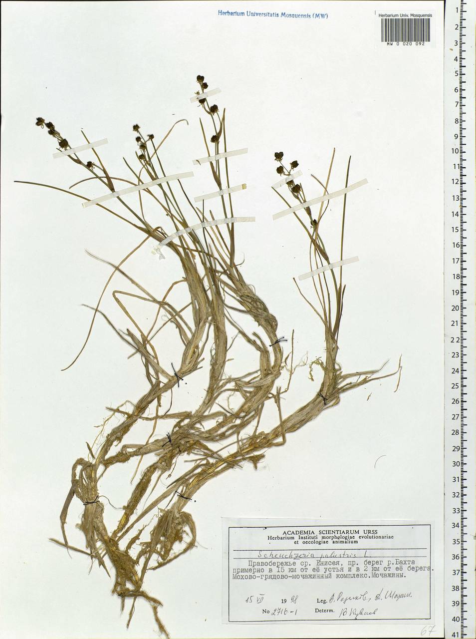 Scheuchzeria palustris L., Siberia, Central Siberia (S3) (Russia)