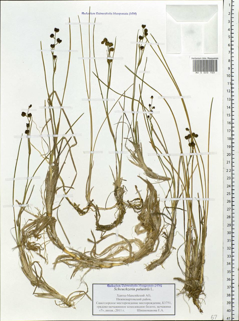 Scheuchzeria palustris L., Siberia, Western Siberia (S1) (Russia)