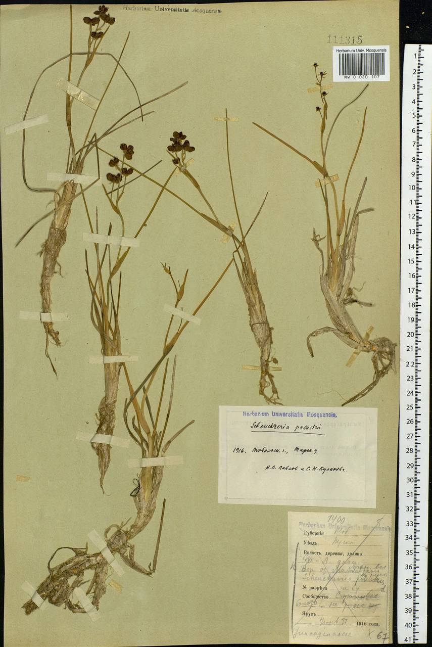 Scheuchzeria palustris L., Siberia, Western Siberia (S1) (Russia)