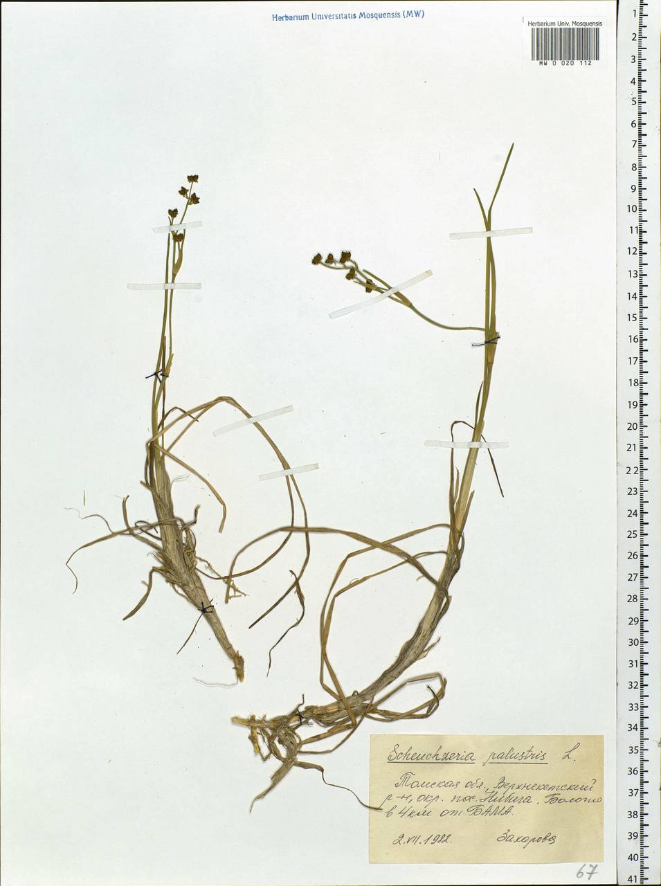 Scheuchzeria palustris L., Siberia, Western Siberia (S1) (Russia)