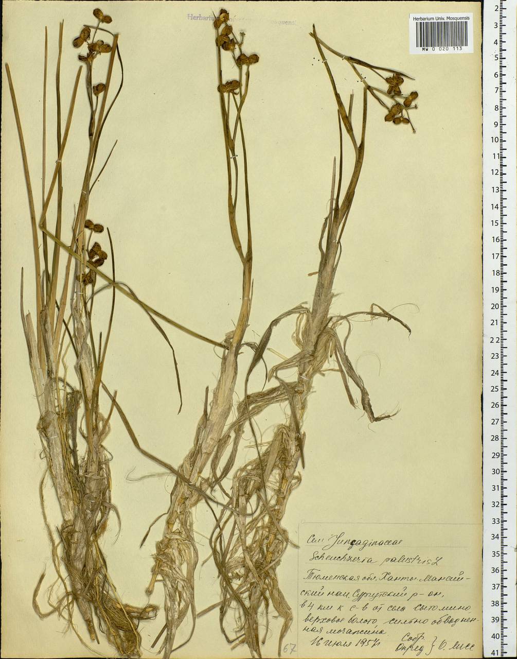 Scheuchzeria palustris L., Siberia, Western Siberia (S1) (Russia)