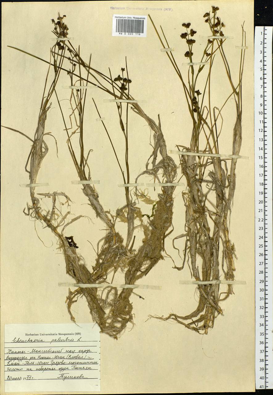 Scheuchzeria palustris L., Siberia, Western Siberia (S1) (Russia)