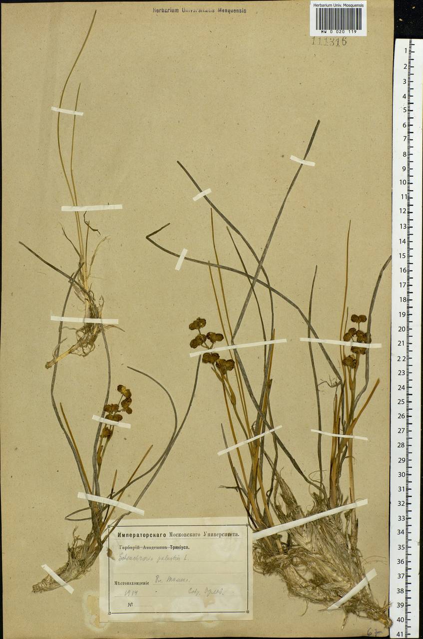 Scheuchzeria palustris L., Siberia, Western Siberia (S1) (Russia)