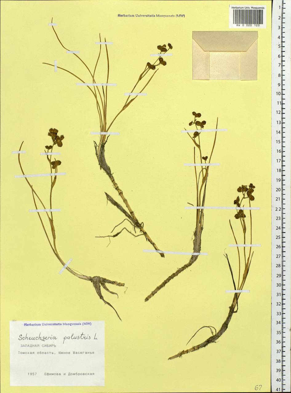 Scheuchzeria palustris L., Siberia, Western Siberia (S1) (Russia)