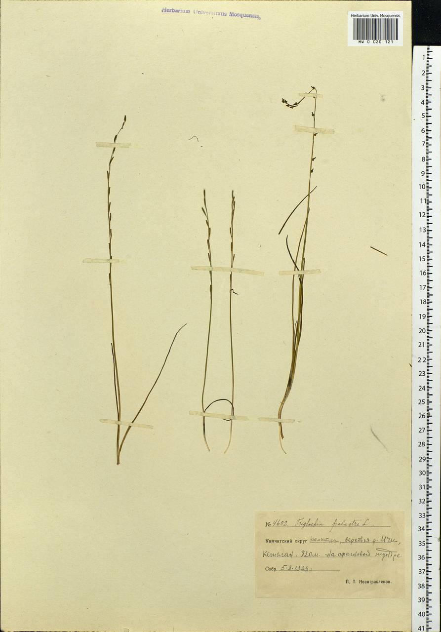 Triglochin palustris L., Siberia, Chukotka & Kamchatka (S7) (Russia)