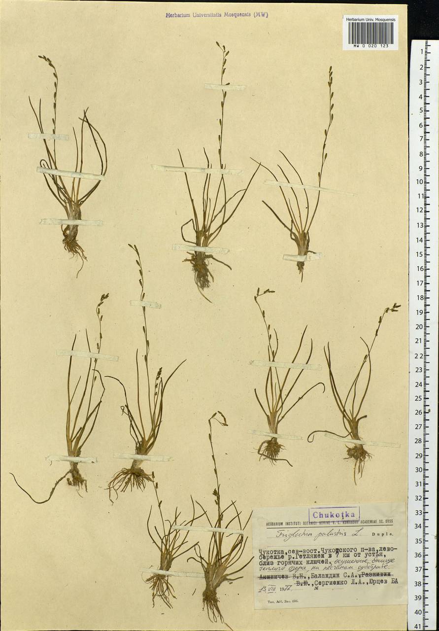 Triglochin palustris L., Siberia, Chukotka & Kamchatka (S7) (Russia)