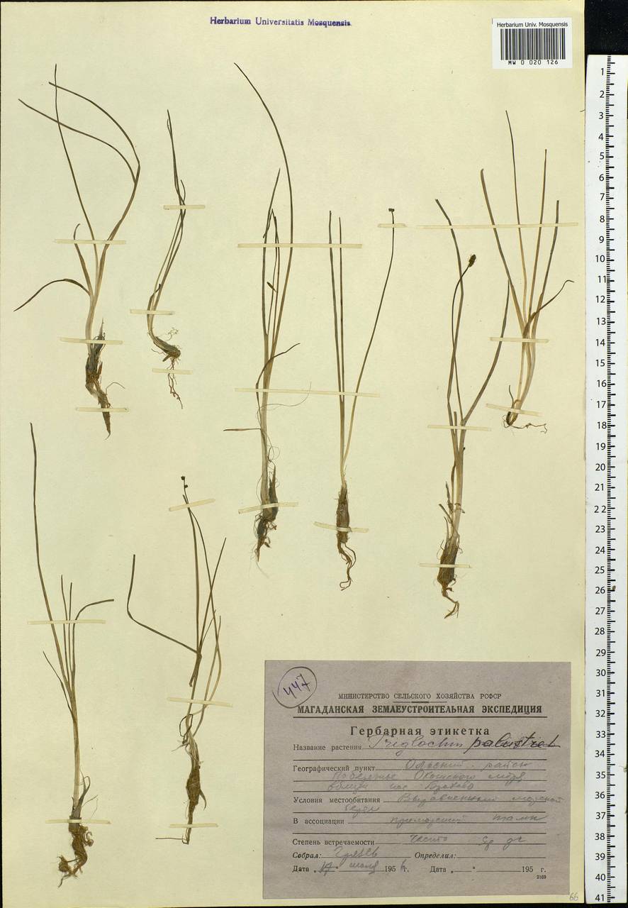 Triglochin palustris L., Siberia, Chukotka & Kamchatka (S7) (Russia)