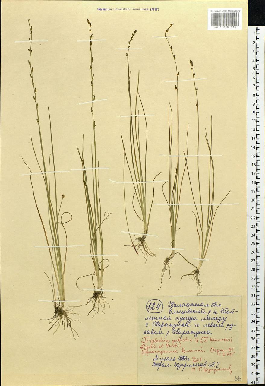 Triglochin palustris L., Siberia, Chukotka & Kamchatka (S7) (Russia)