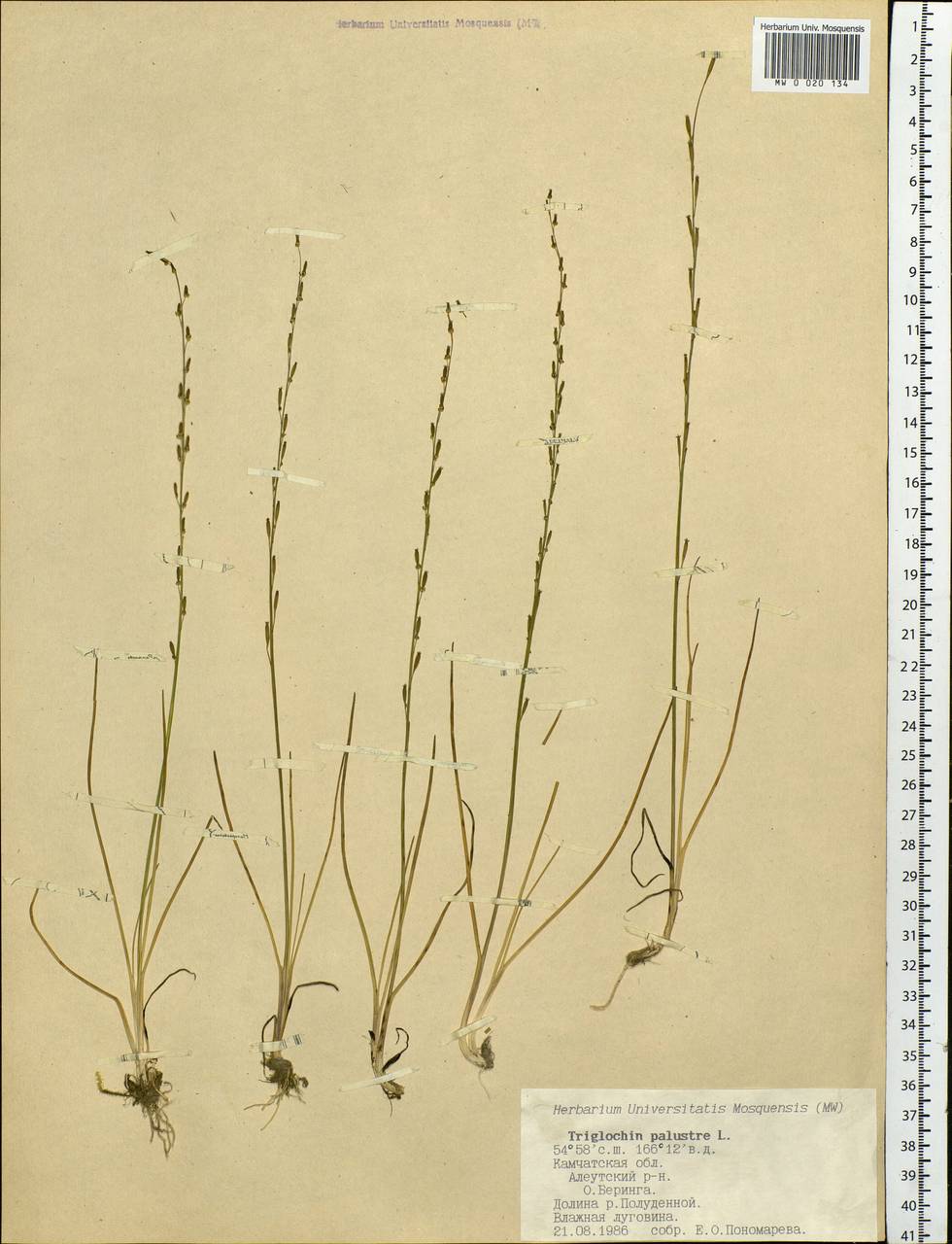 Triglochin palustris L., Siberia, Chukotka & Kamchatka (S7) (Russia)