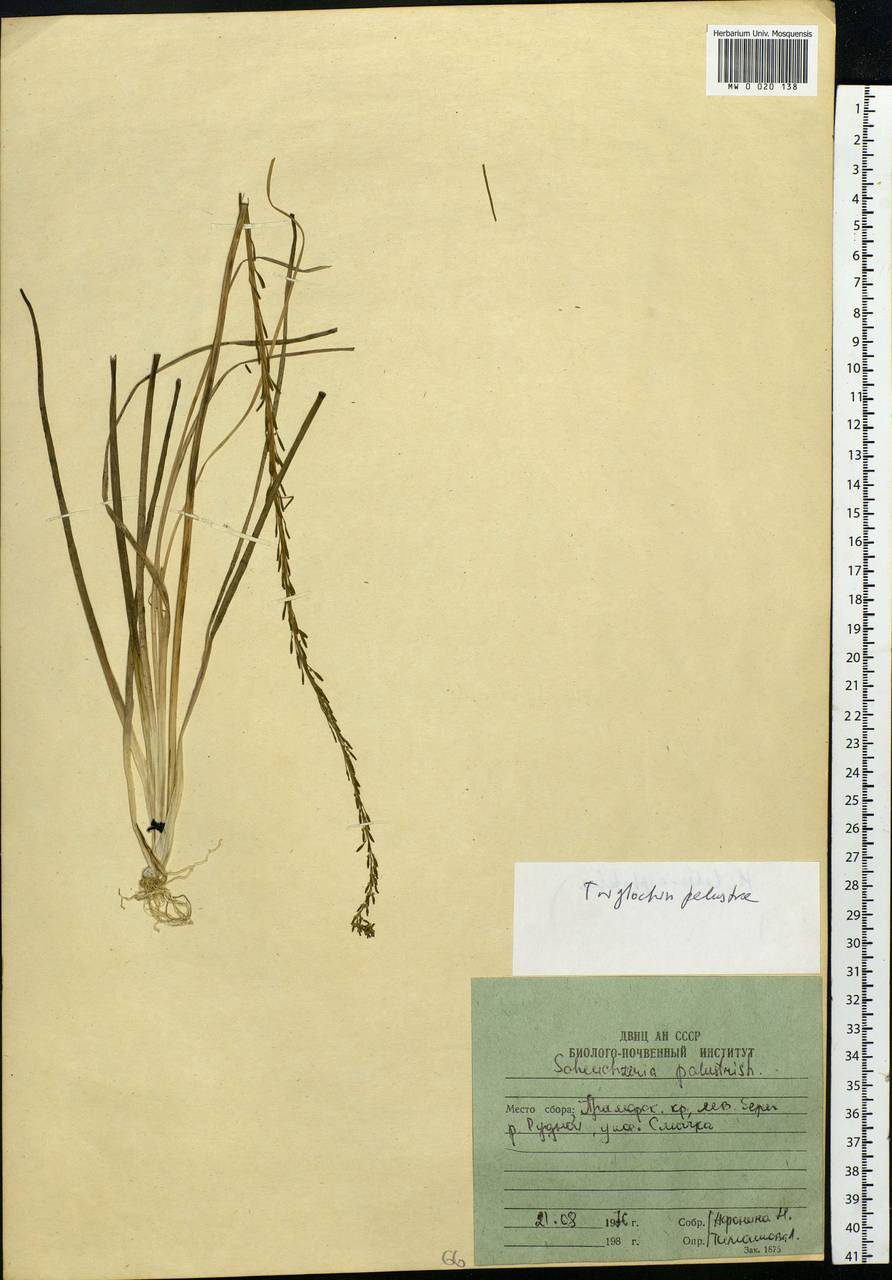 Triglochin palustris L., Siberia, Russian Far East (S6) (Russia)